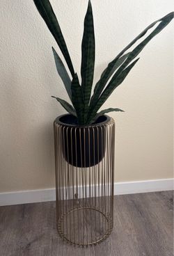 Plant