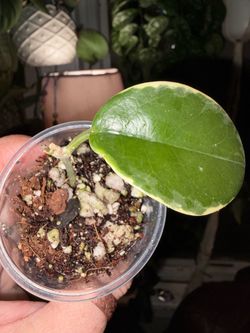 Hoya ‘Blondie’ Australis (outer variegated)