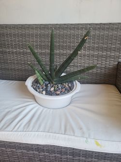 Sanseveria 