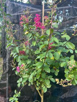 CRAPE MYRTLE ( 3,gallon pot) Beautify Landscape with bold colors