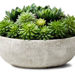 10 x 7 Echeveria Succulent Mix in Bowl, Perfect Home Décor