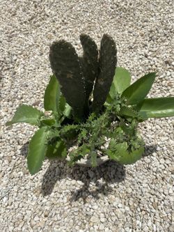 Succulent Arrangement