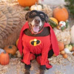 Incredibles Dog And Child Costume