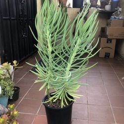 Tall Senecio Succulent (Mermaid Tail)