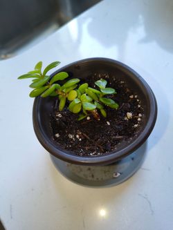 Starter Elephant Bush Succulent – Rooted Cutting in Fresh Soil