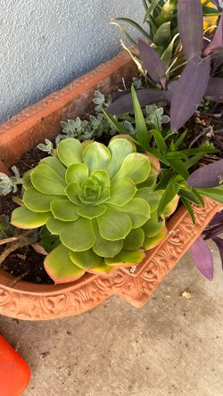Terra Cotta Planter