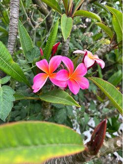 Plumeria cuttings and plants