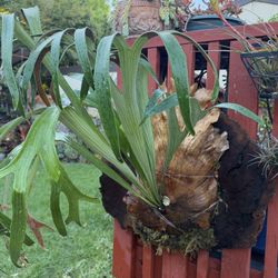 Huge Beautiful Staghorn Fern On This Burl Wood