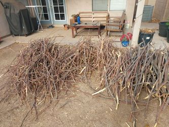 Free Mesquite Wood!