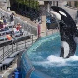 Seaworld San Diego Tickets 