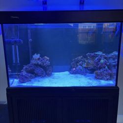 Saltwater Fish Tank