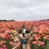 Louise