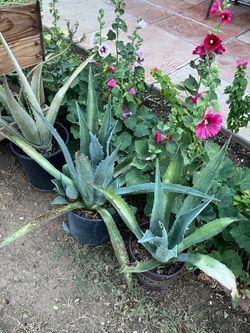 Aloe Vera + Agave + Hollyhocks Floral Flowers Plants