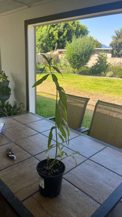 Yellow milkweed