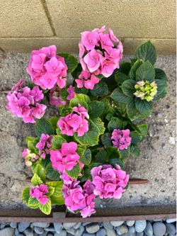 Beautiful Pink Hydrangeas
