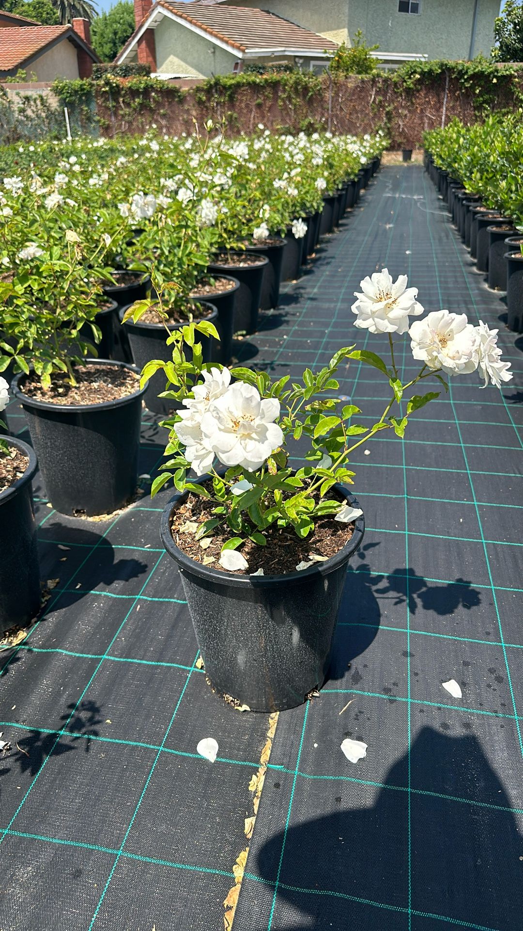 5-Gallon Iceberg White Rose- $8 Each