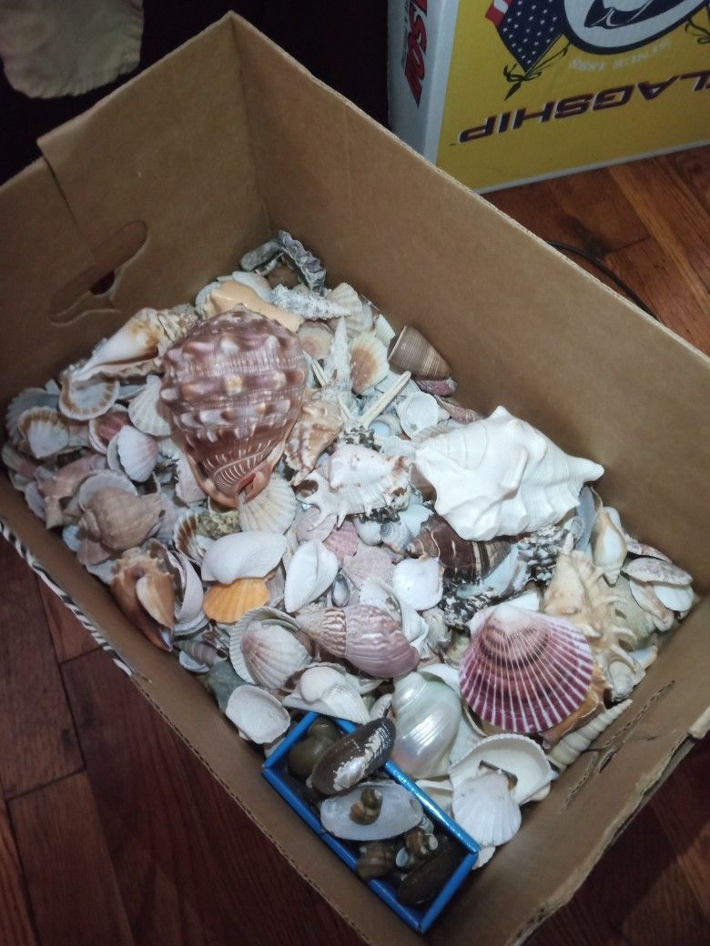 Seashell Collection