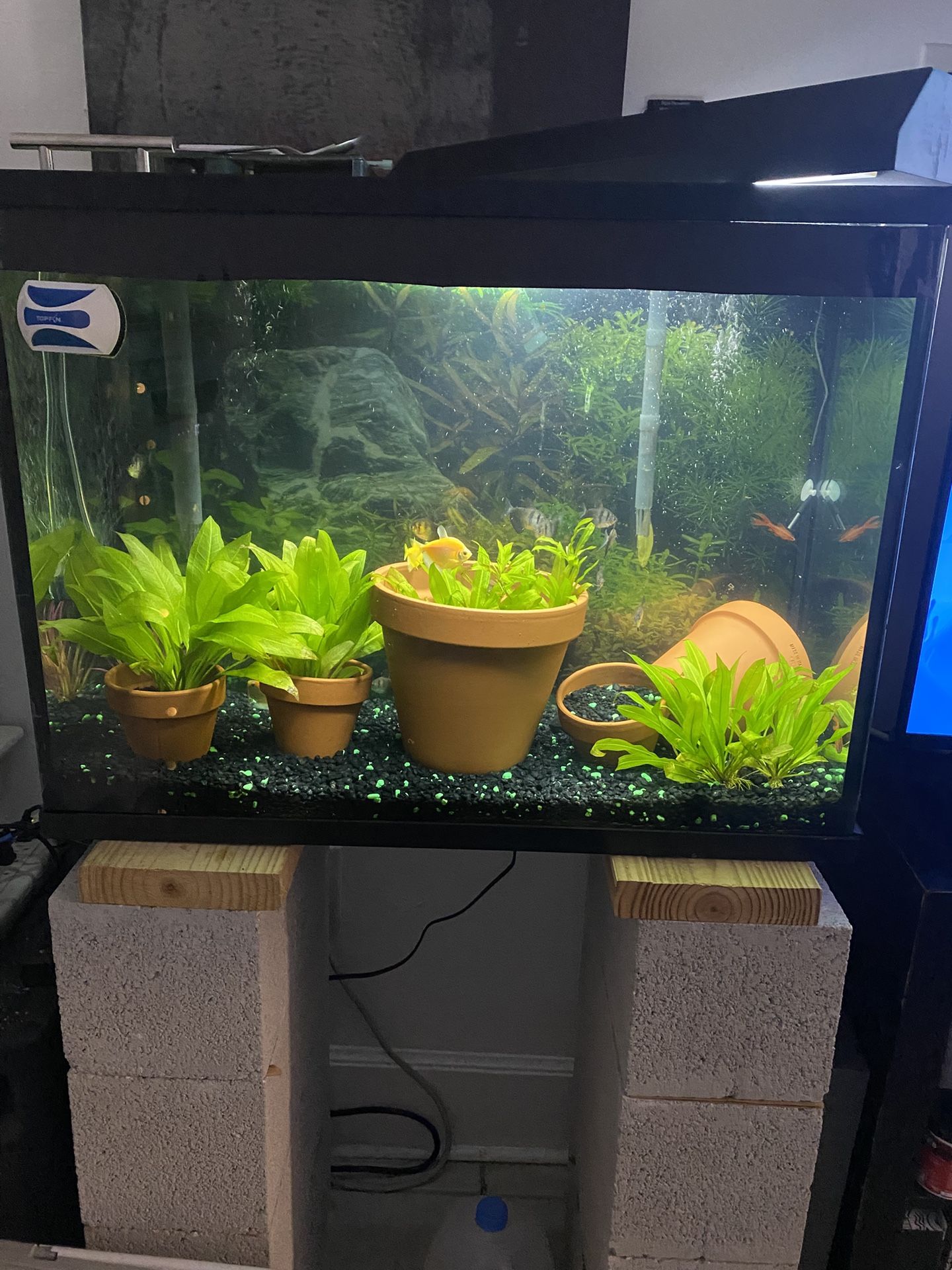 Full Cycled 37 Gallon Aquarium Set Up. 