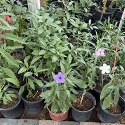 Mexican Ruelias Pink And Purple $10 Each
