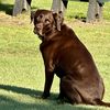 Trading Dog