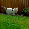 Catadaf
