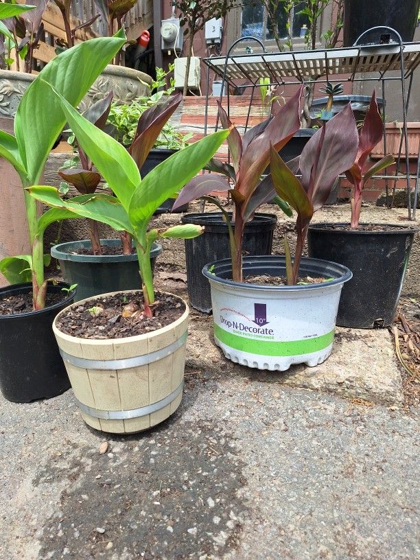 Canna Indica Canna Lilies 2for 25