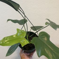 Philodendron Plant ,6” Hanging ,$70 Each