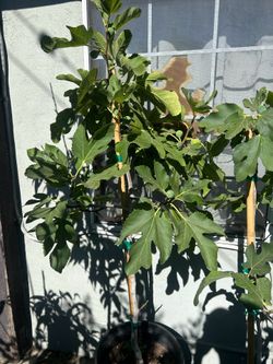 Fig fruit trees