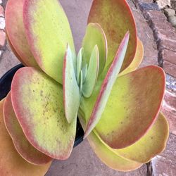 Succulents 