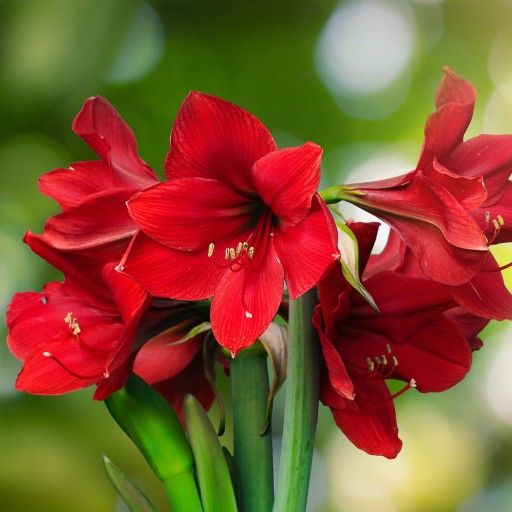 Beautiful mature XL Amaryllis bulbs In Pot