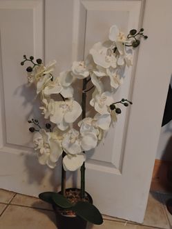 Plant decor