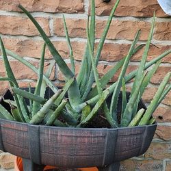 Aloe Vera Plants.  For Cuts, burns,  Or Diet. 