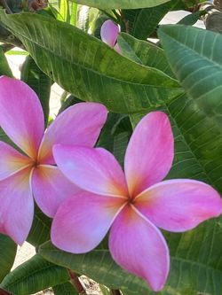 Plumaria Cuttings