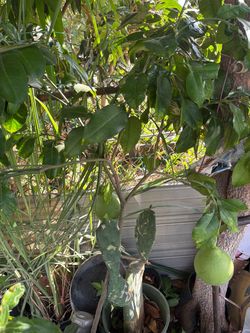 Grafted white pomelo tree
