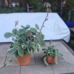 Succulents in 2 terracotta pots