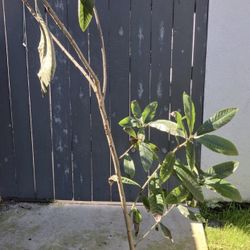 Loquat Tree / níspero