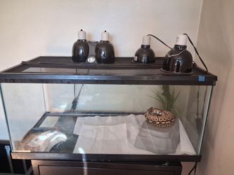 Reptile tank