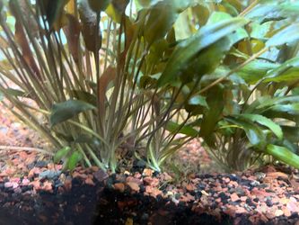 Aquarium plants