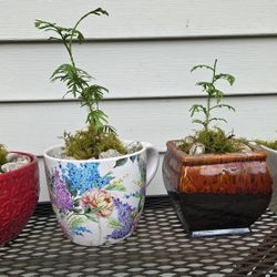Bonsai tree starters, 4 availible Seattle Northgate