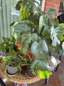 Part Three of the AMAZING series of a lot of plants