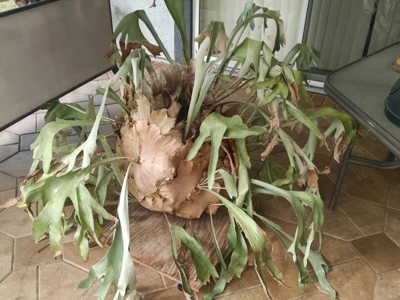 Large staghorne fern
