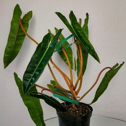 Huge Mature Philodendron Billietiae Plant for Sale in Chandler, AZ - OfferUp