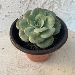 3 Inch Pot Succulent Plant - Echeveria Colorata - Red Top Queen - Rooted & Established - Drought Resistant - 🪴