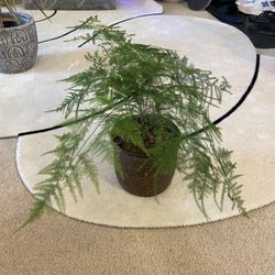 Fern And Pot