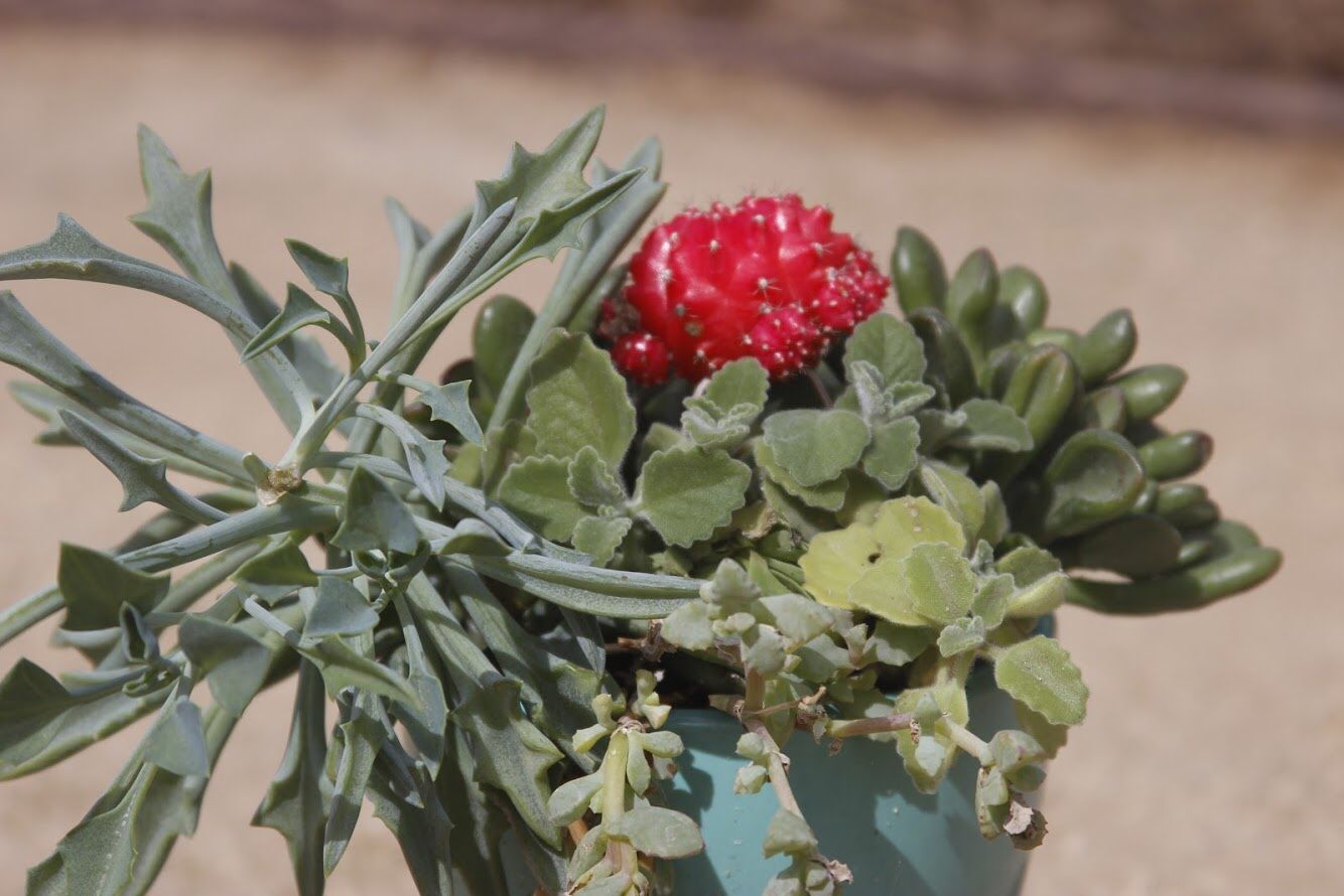 Succulent Arrangement