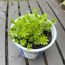Sweet Woodruff Plant. Sammamish, Beaver Lake 