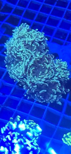 Ornamental Corals For Sale In Lake Worth Beach F.L. 