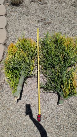 FREEEEEEEEE Firestick succulents (2)