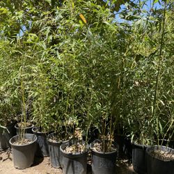 5 GALLON SIZE BAMBOO PLANTS - APPROXIMATELY 4-6 FEET TALL 