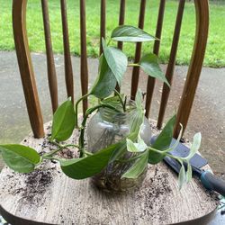 Starter Golden Pothos Houseplant